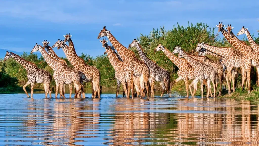 Ultimate Zanzibar And Nyerere Luxury Escape