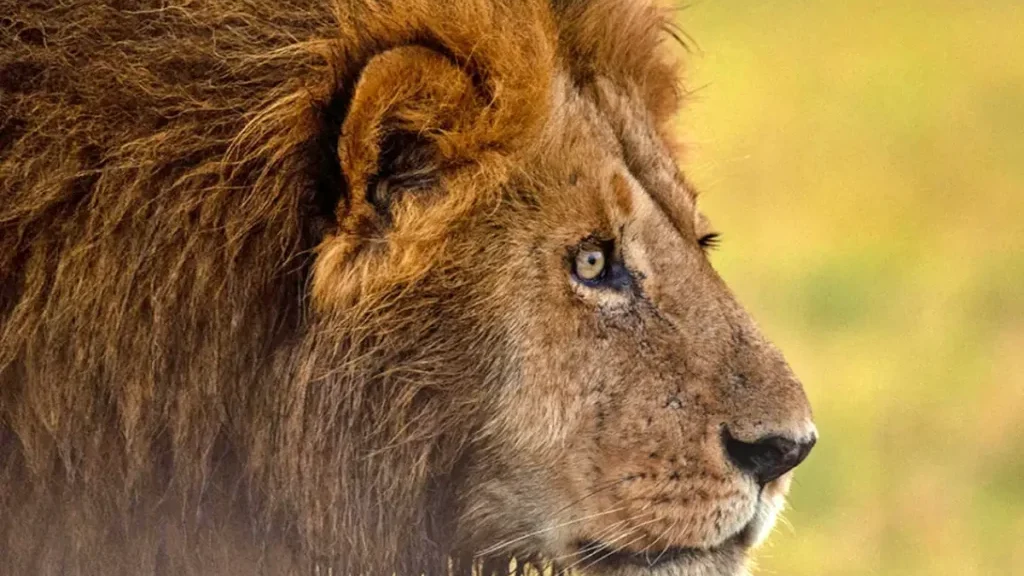 Masai Mara Luxury Safari Escape