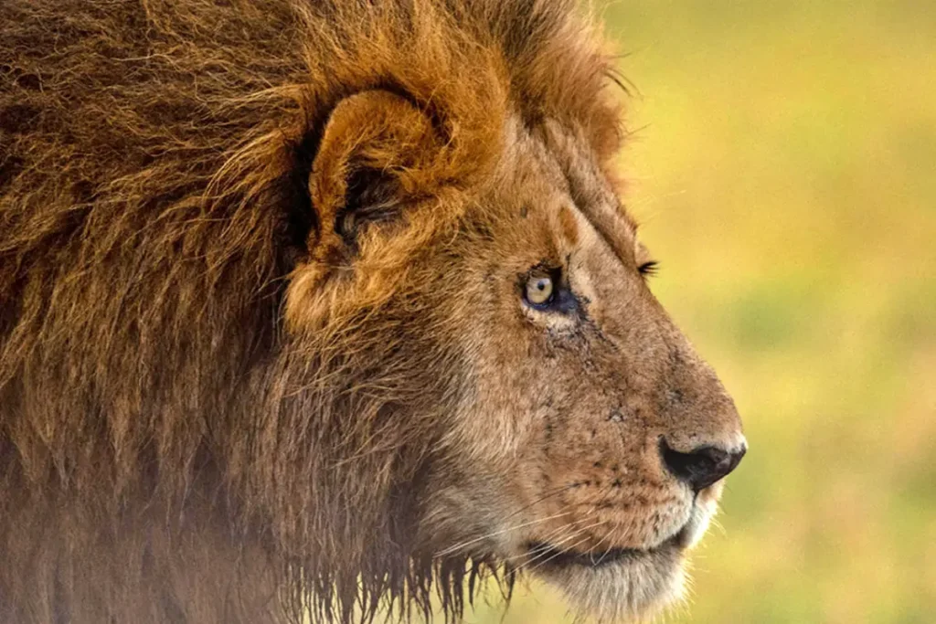 3-Day Masai Mara Luxury Safari Escape