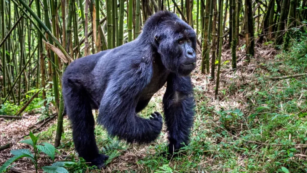 Kenya & Rwanda Luxury Safari & Gorilla Trekking