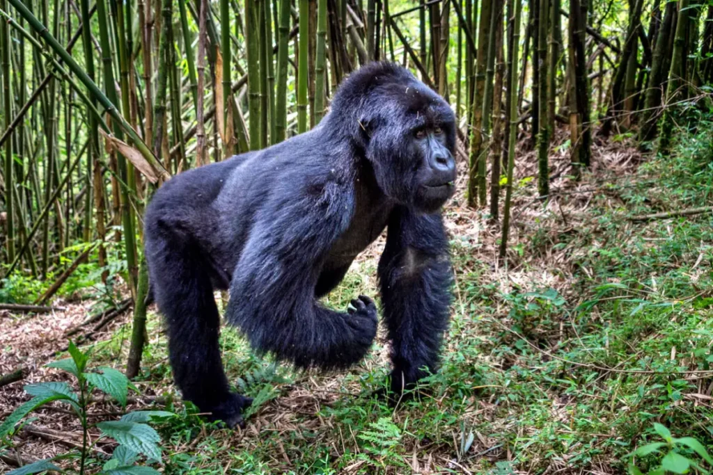 6-Day Kenya & Rwanda Luxury Safari & Gorilla Trekking
