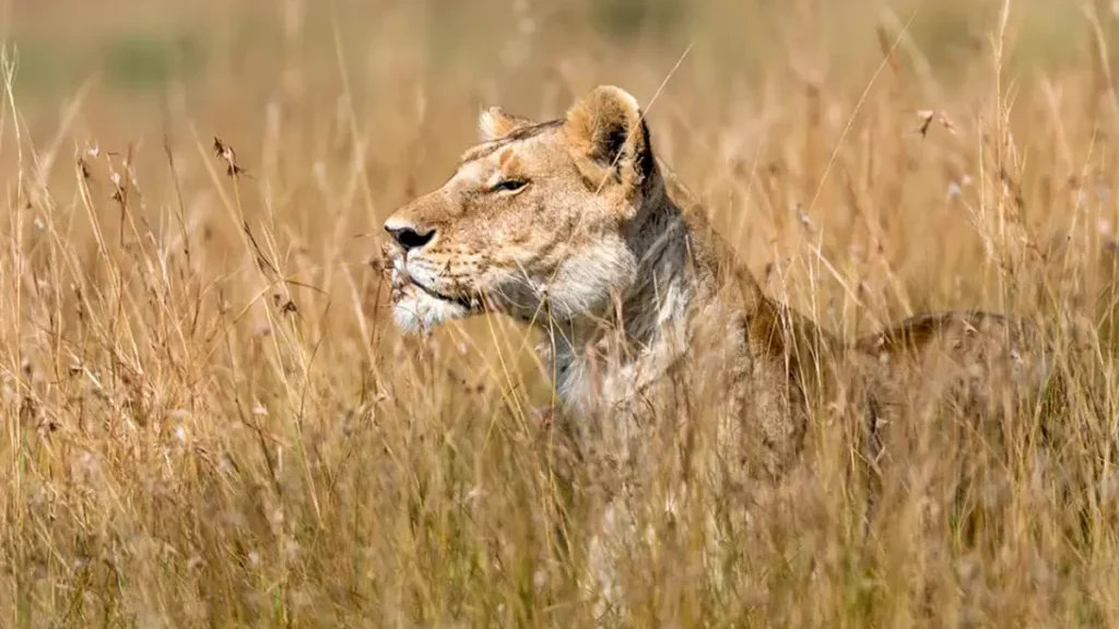 Exclusive Maasai Mara And Serengeti Luxury Flying Safari