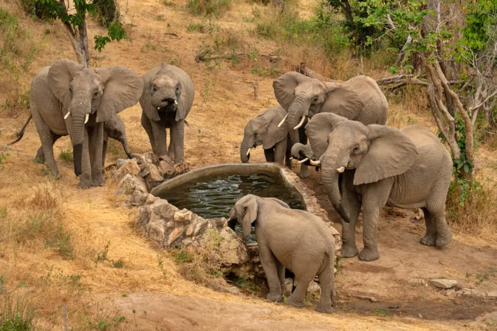 5-Day Samburu and Ol Pejeta Safari