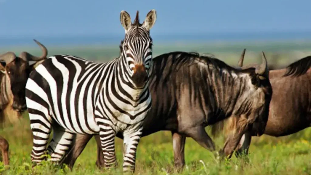 Kenya & Tanzania Wildlife Safari