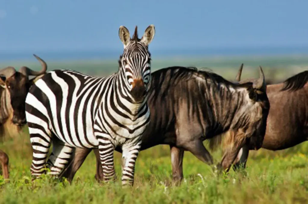 6-Day Kenya & Tanzania Wildlife Safari