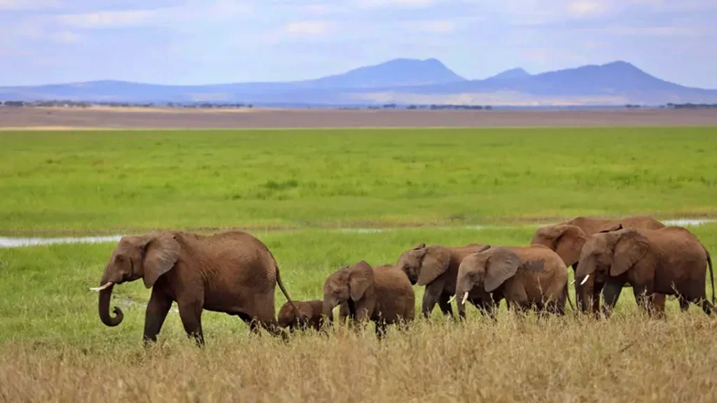 Tanzania Safari & Zanzibar Beach Holiday