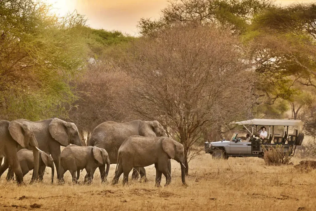 9-Day Discover Tanzania: An Exclusive Safari Through Iconic National Parks
