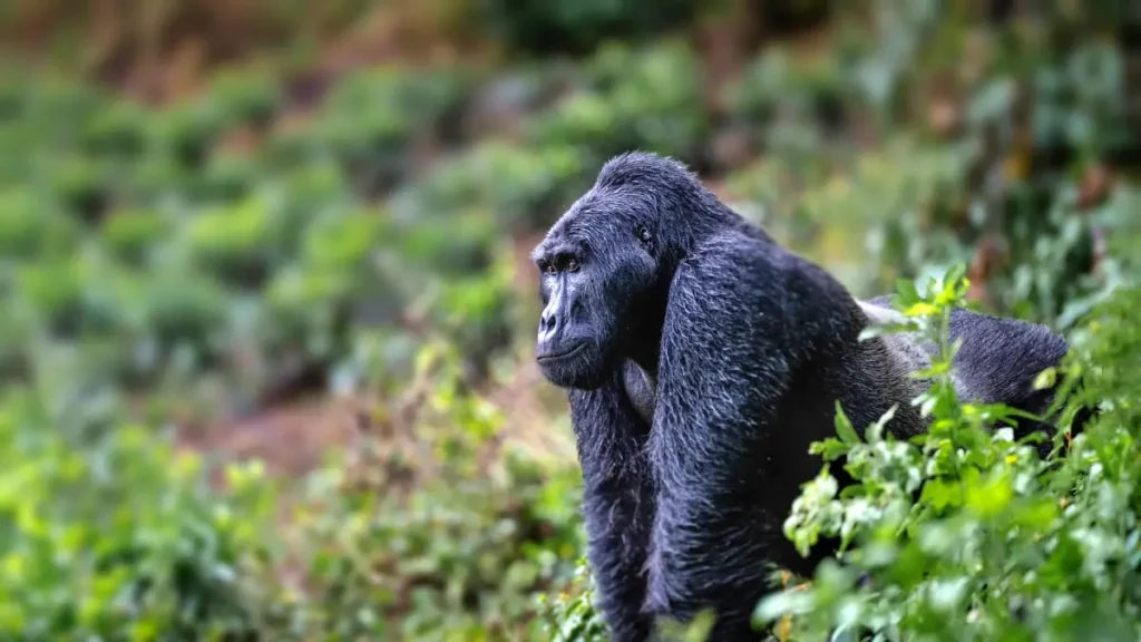 Uganda