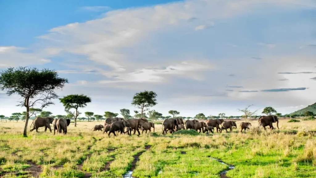 Tanzania