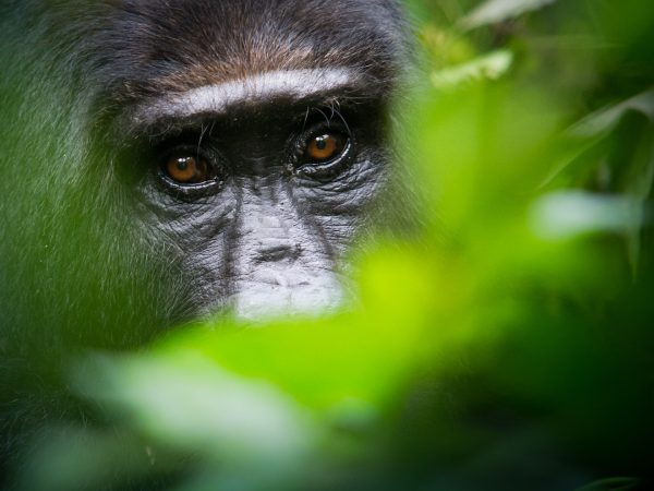 Africa-Gorilla-GettyImages-986556120