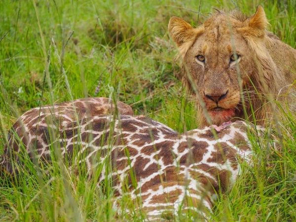 Masai-Mara-Kenya-6