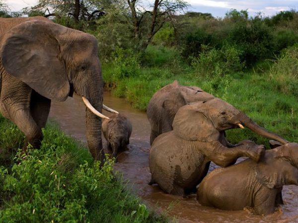 Masai-Mara-Safaris