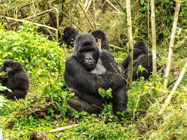 gorilla-trekking-in-rwanda