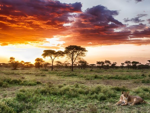 lion-in-the-grass-in-serengeti-national-park