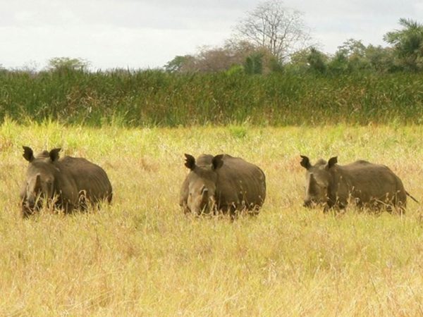 meru-national-park3