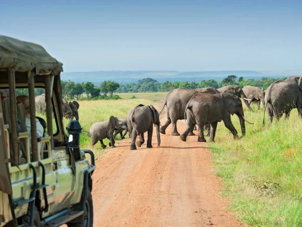 safari in kenya