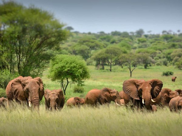 serengeti-national-park-images