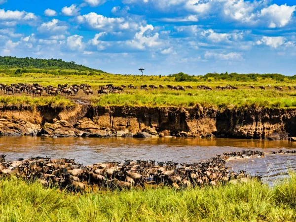 wildebeest-crossing-mara-river-masai-mara-kenya